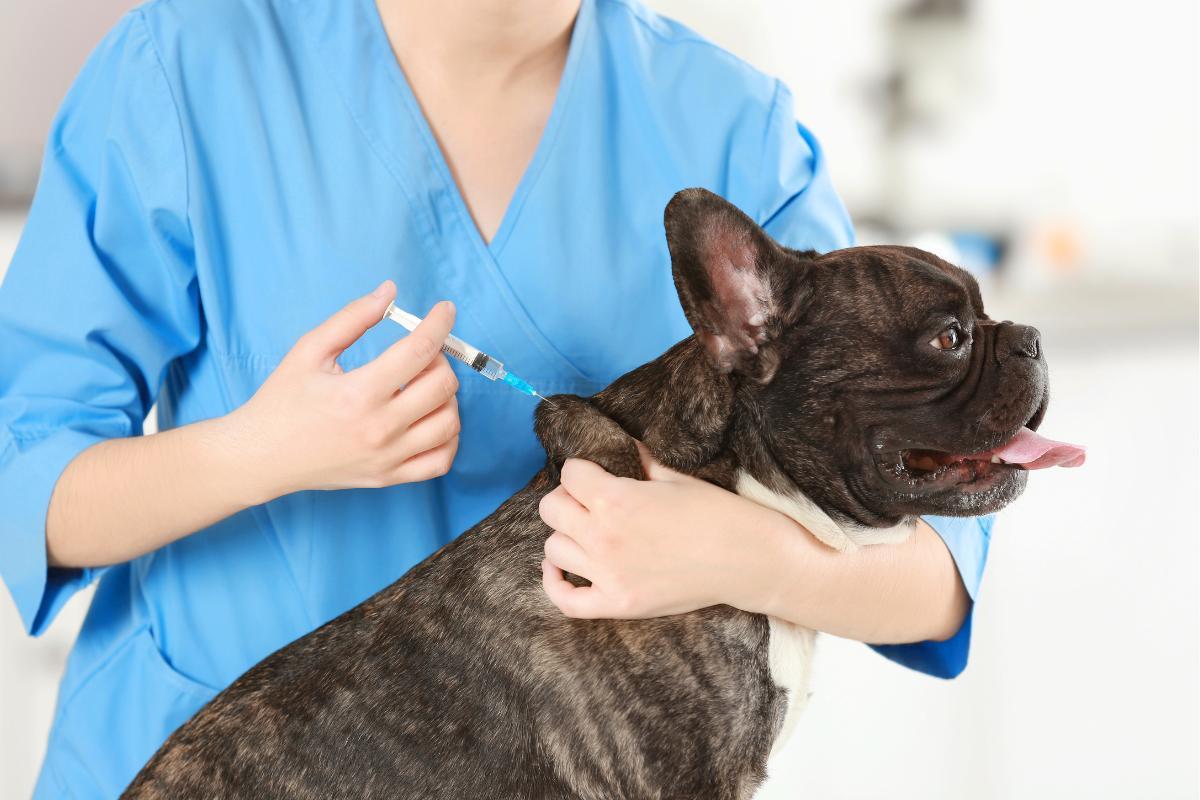 What to Do After Dog Vaccination