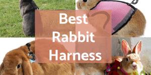 Best Rabbit Harness - Types and Characteristics