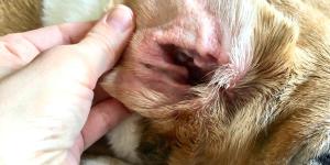 My Dog's Ears Are Red and Itchy