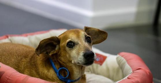 Carprofen for Dogs - Dosage, Uses and Side Effects