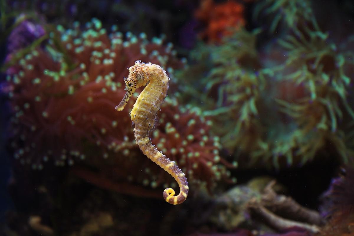 Where Do Seahorses Live?