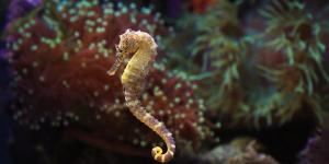 Where Do Seahorses Live?