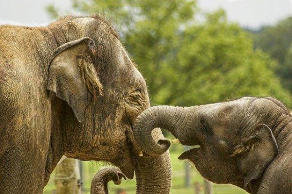 How Do Elephants Communicate? - Elephant communication