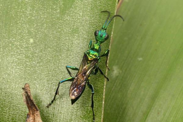 Who Eats Cockroaches? - Emerald cockroach wasp (Ampulex compressa)
