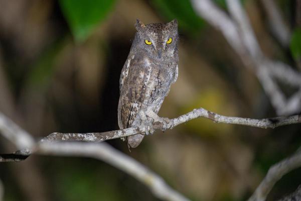 Who Eats Cockroaches? - Eurasian Scops Owl (Otus scops)