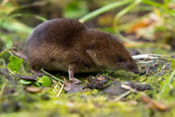 Who Eats Cockroaches? - Eurasian Shrew (Sorex araneus)