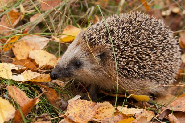 Who Eats Cockroaches? - European Hedgehog (Erinaceus europaeus)
