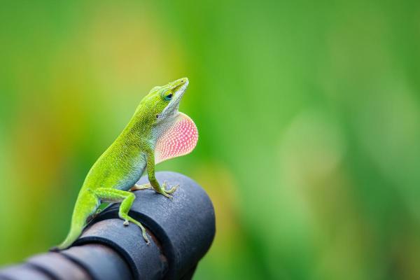Who Eats Cockroaches? - Green anole (Anolis carolinensis)