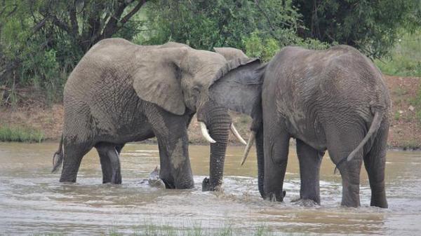 How Do Elephants Communicate? - How do elephants communicate?