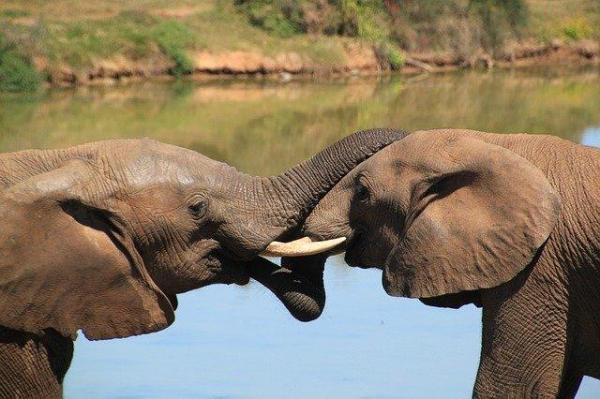 How Do Elephants Communicate?