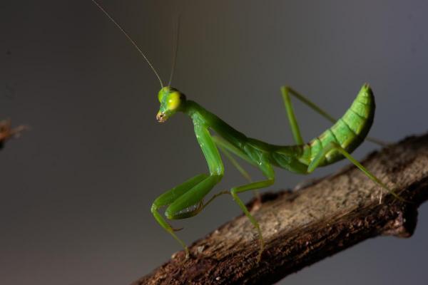 Who Eats Cockroaches? - Praying Mantis (Mantis religiosa)