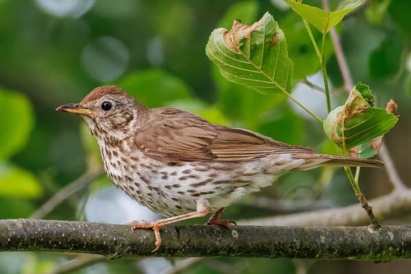 Who Eats Cockroaches? - Song Thrush (Turdus philomelos)