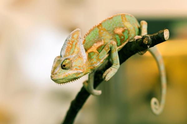Who Eats Cockroaches? - Veiled chameleon (Chamaeleo calyptratus)