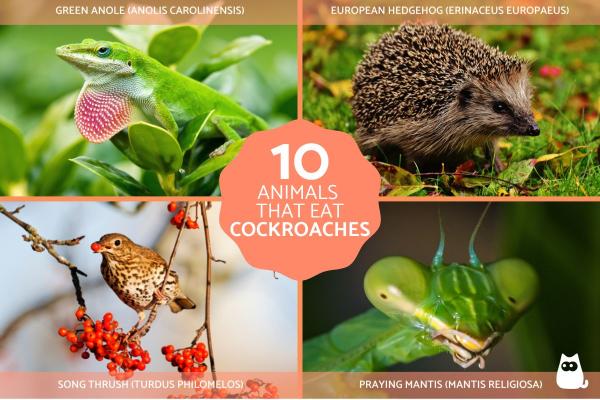 Who Eats Cockroaches?
