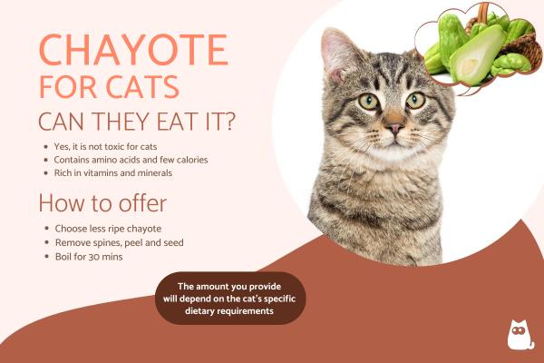 Can Cats Eat Chayote?