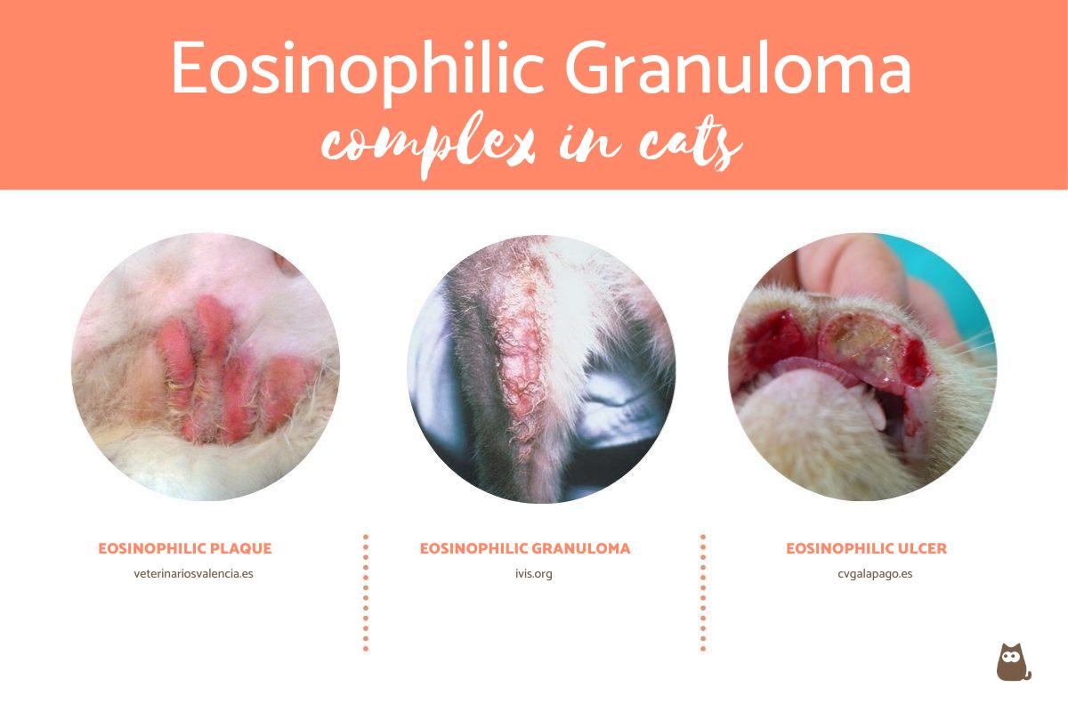 What Is Eosinophilic Granuloma Complex in Cats? Causes, Symptoms and Treatment