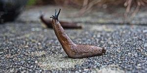 Are Slugs Poisonous to Humans and Animals?