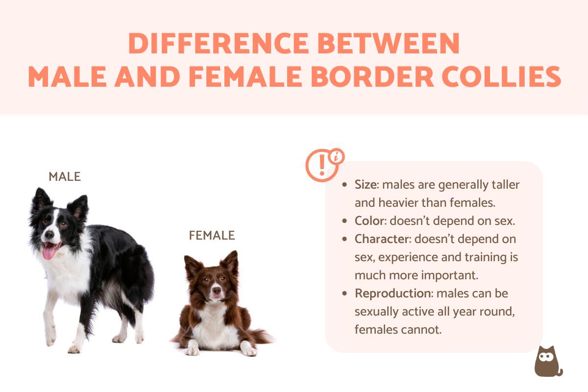 Female vs. Male Border Collie Differences