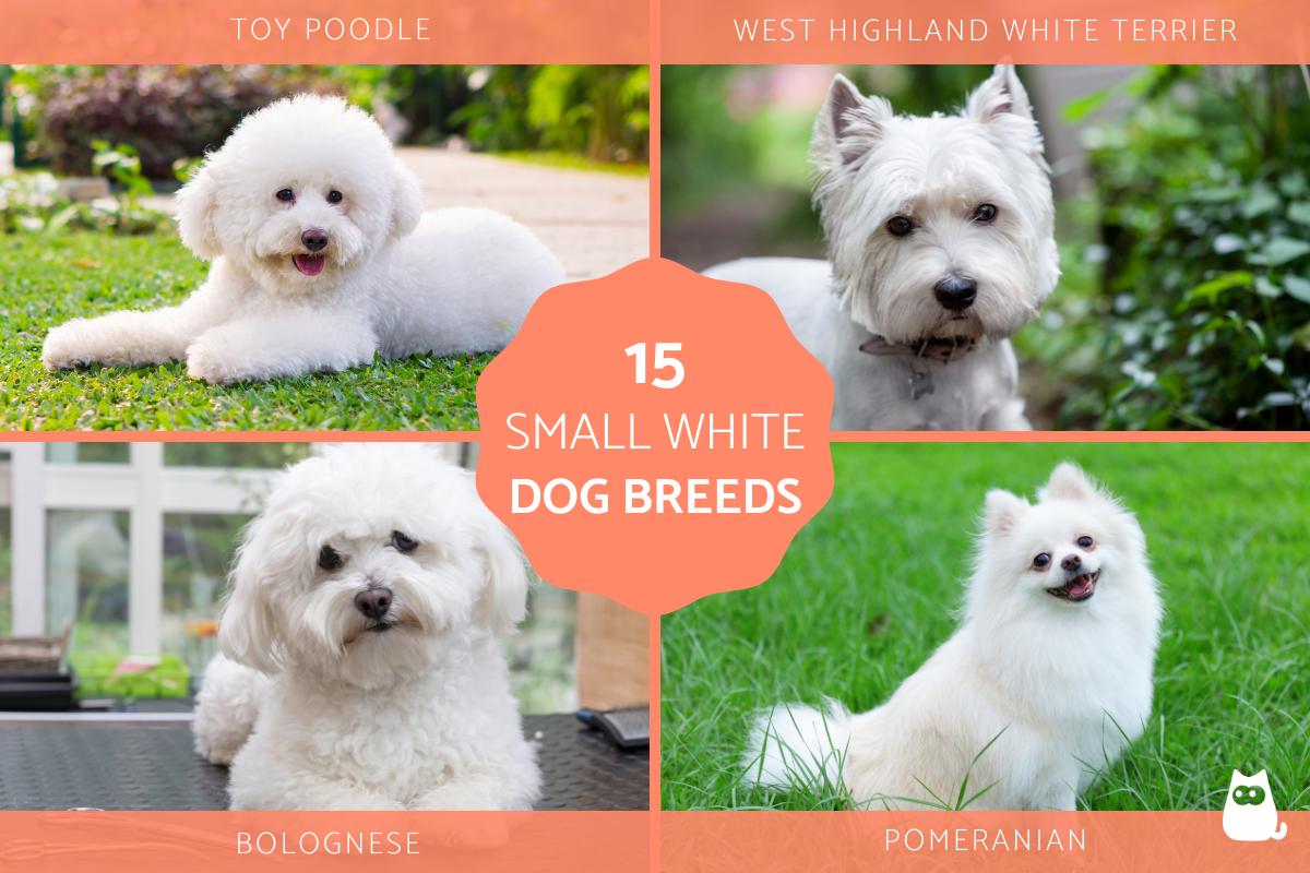 Types of Small White Dog Breeds