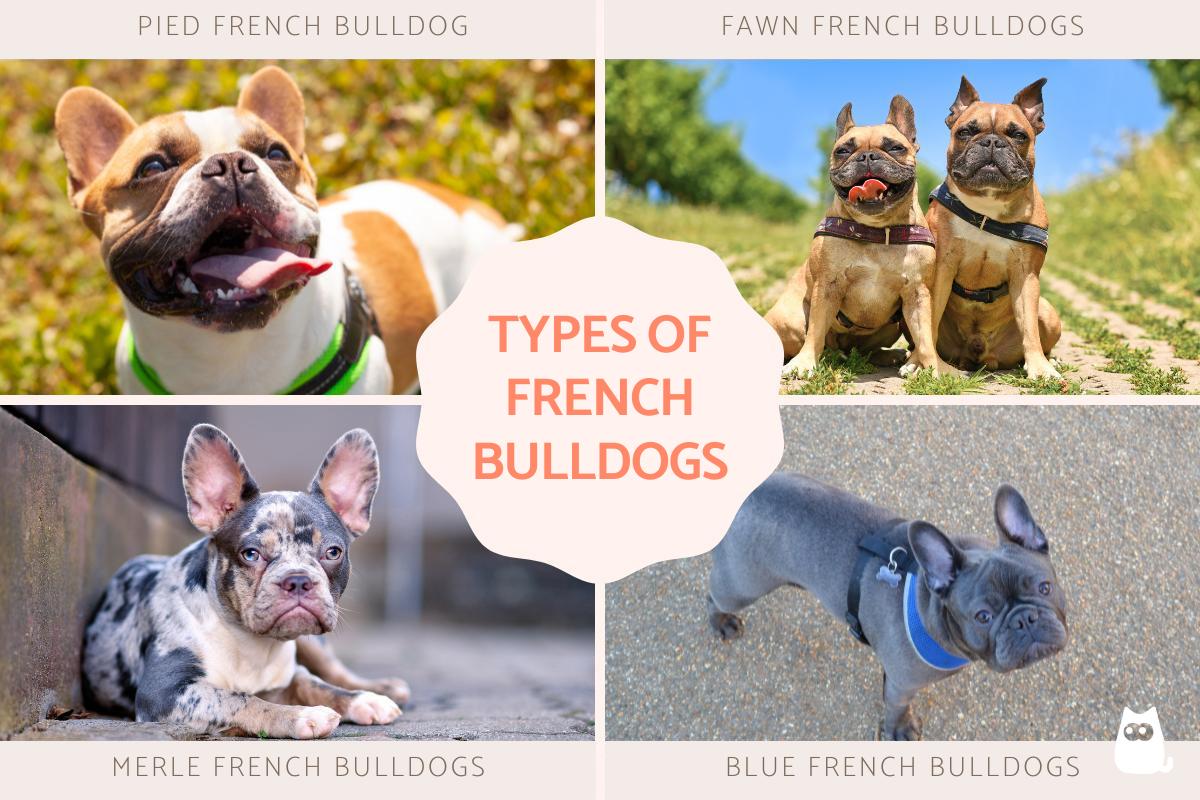 Different Types of French Bulldog