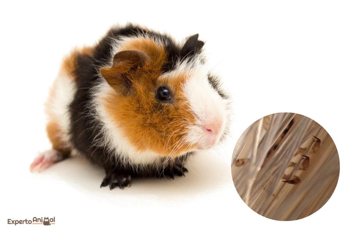 Lice in Guinea Pigs - Symptoms and Treatment
