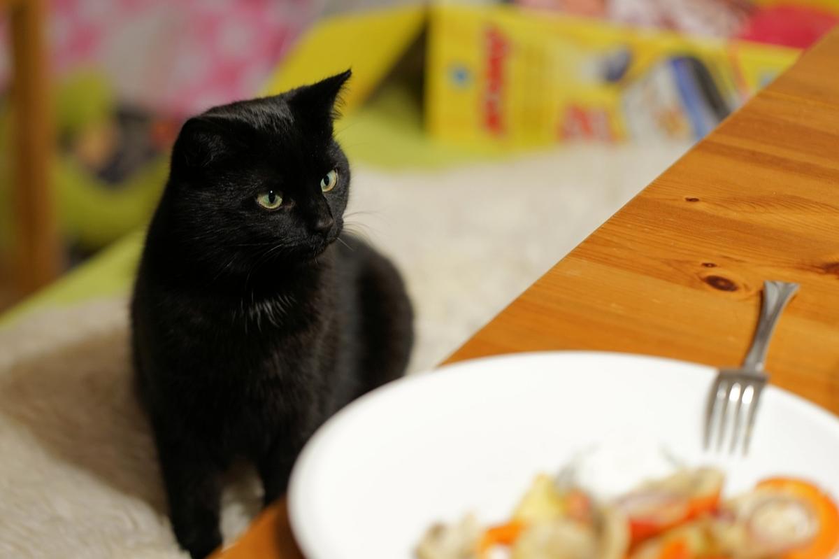 Homemade Cat Food Recipes for Cats With Kidney Disease