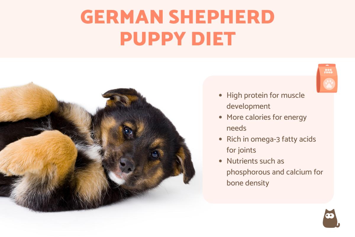 The Best Dog Food for a German Shepherd Puppy