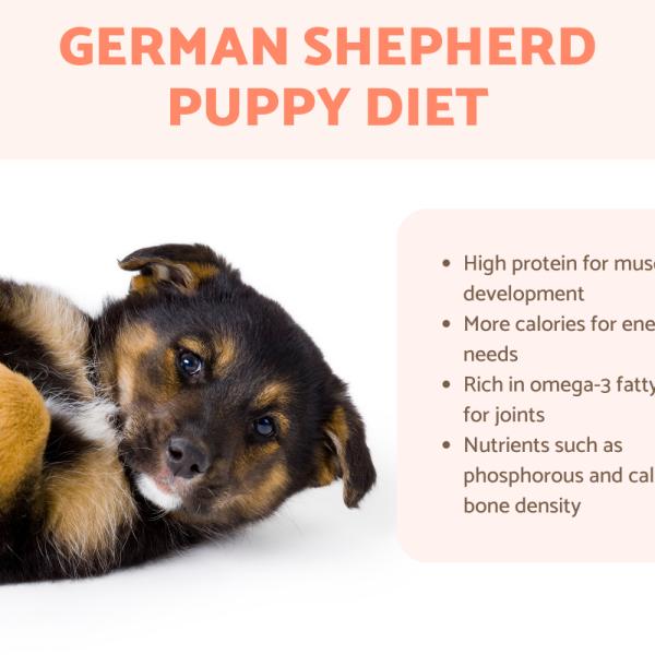 2 month german shepherd puppy food discount