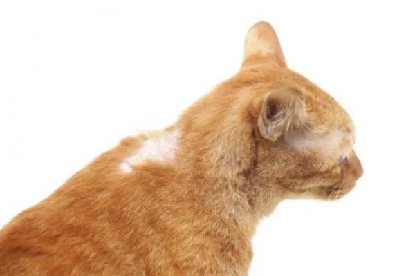 Chlorhexidine for Cats - Uses and Side effects - Uses of chlorhexidine for cats