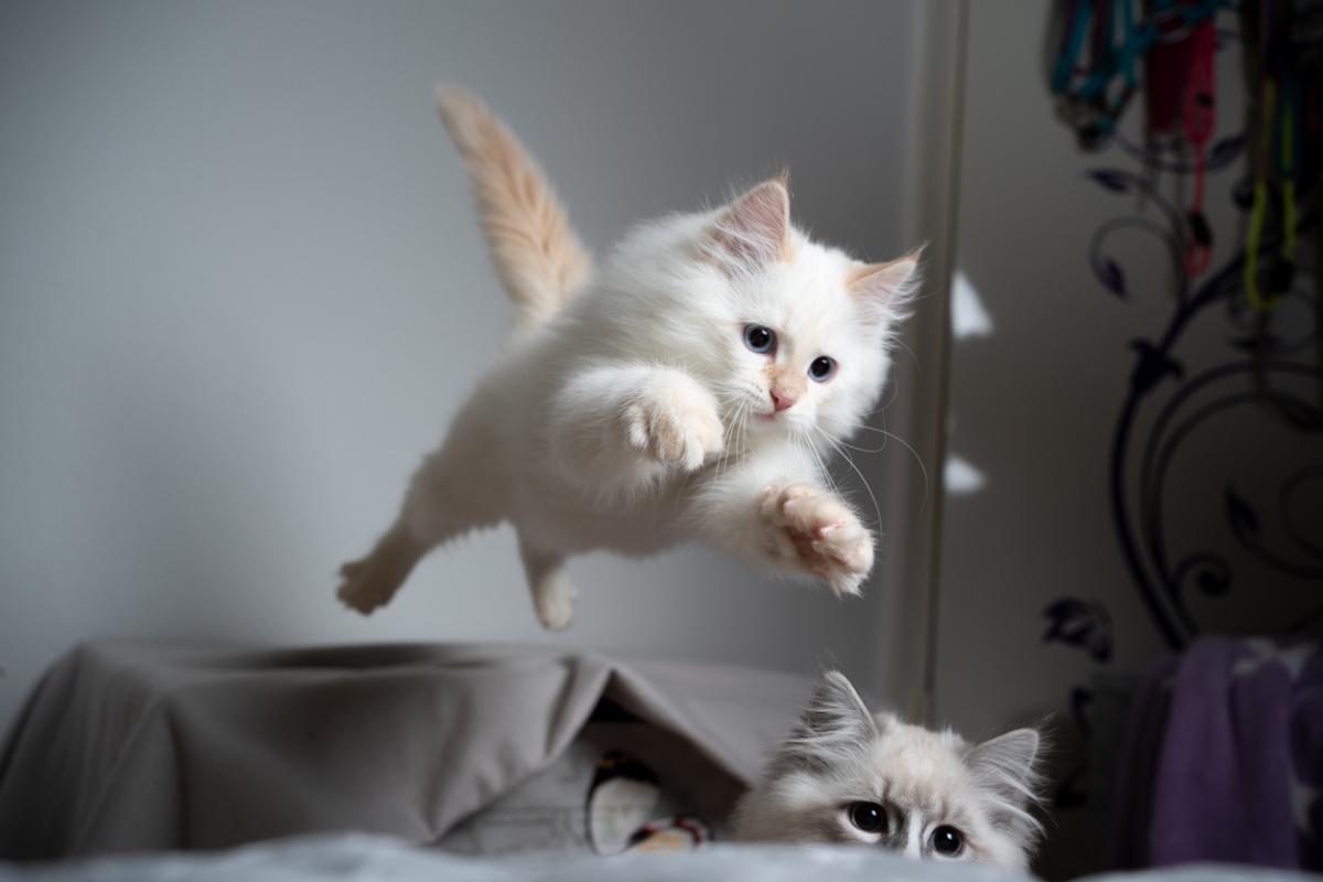 Why Do They Say That a Cat Has 9 Lives?