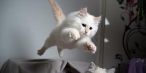Why Do They Say That a Cat Has 9 Lives?