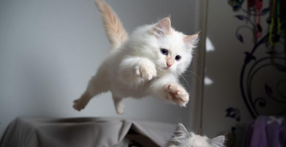 Why Do They Say That a Cat Has 9 Lives?