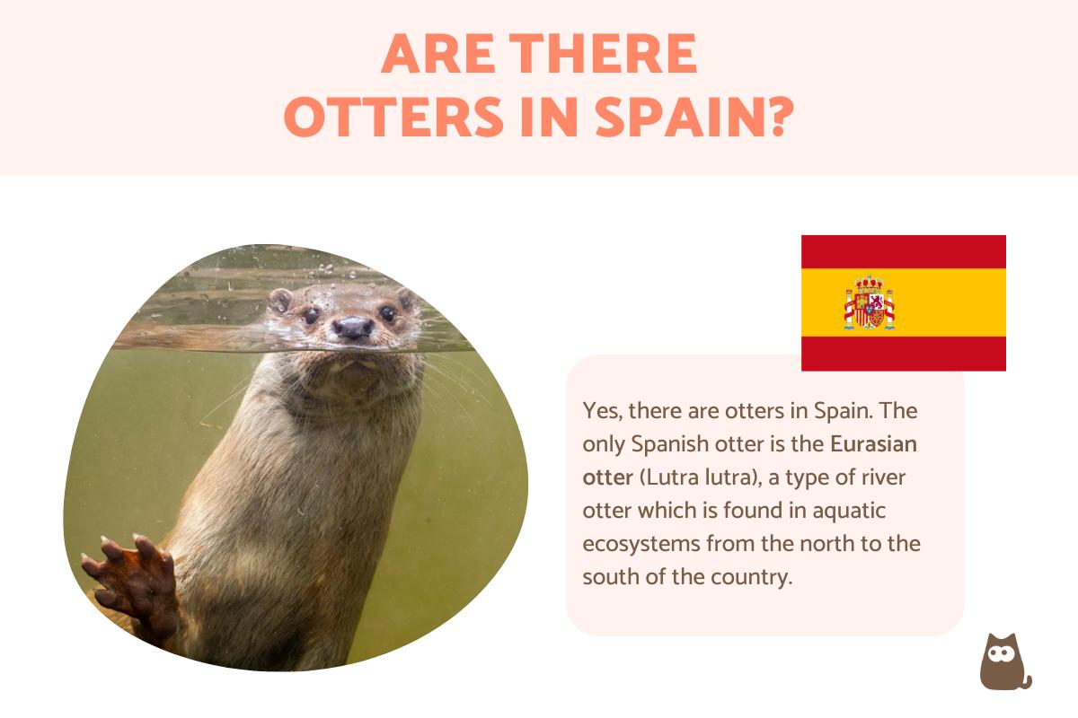 Are There Otters in Spain?