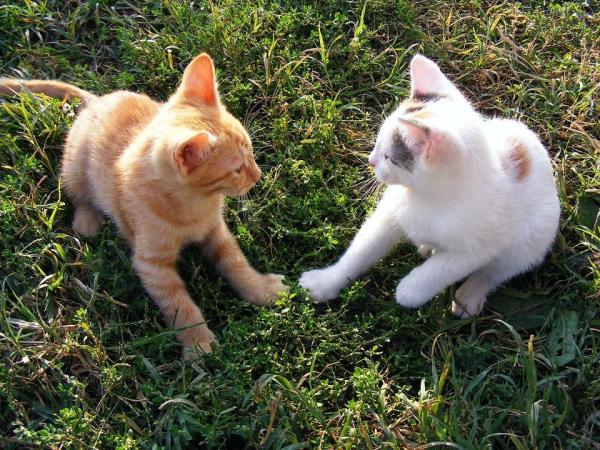 Caring for Kittens - Deworming your kitten