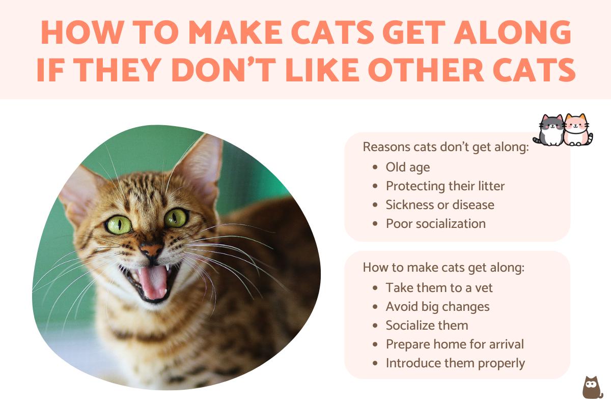 how-to-make-two-cats-get-along-if-they-don-t-like-each-other-causes