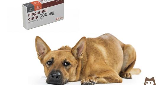 Allopurinol for Dogs - Uses, Dose and Side Effects
