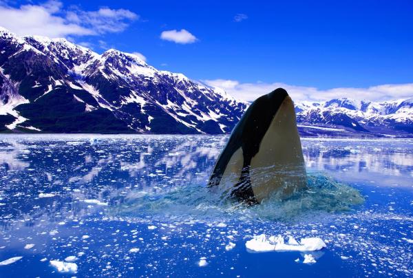 Where Do Killer Whales Live Orca Habitat And Distribution Where Do Killer Whales Live Orca Habitat And Distribution