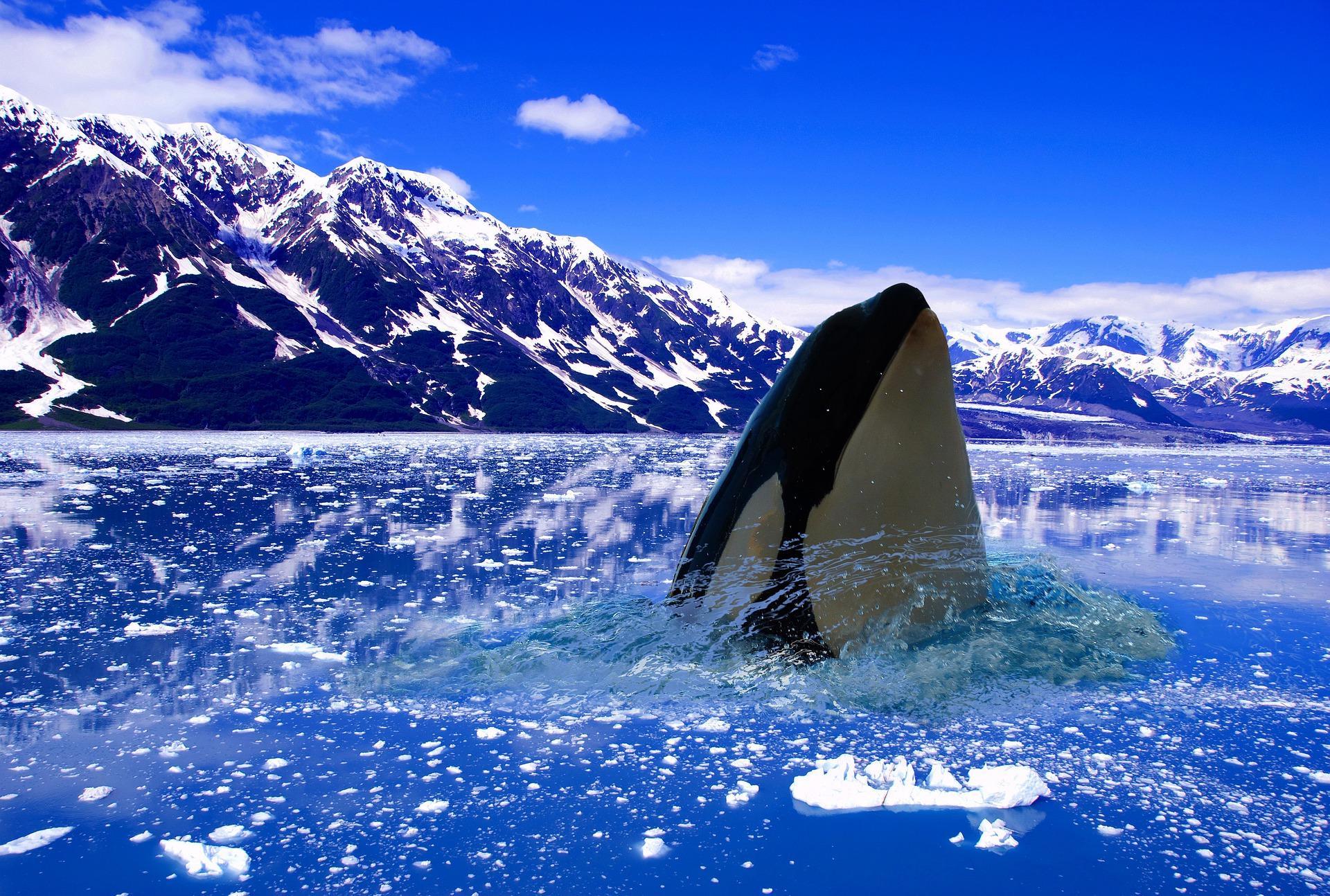 Where Do Killer Whales Live Orca Habitat And Distribution