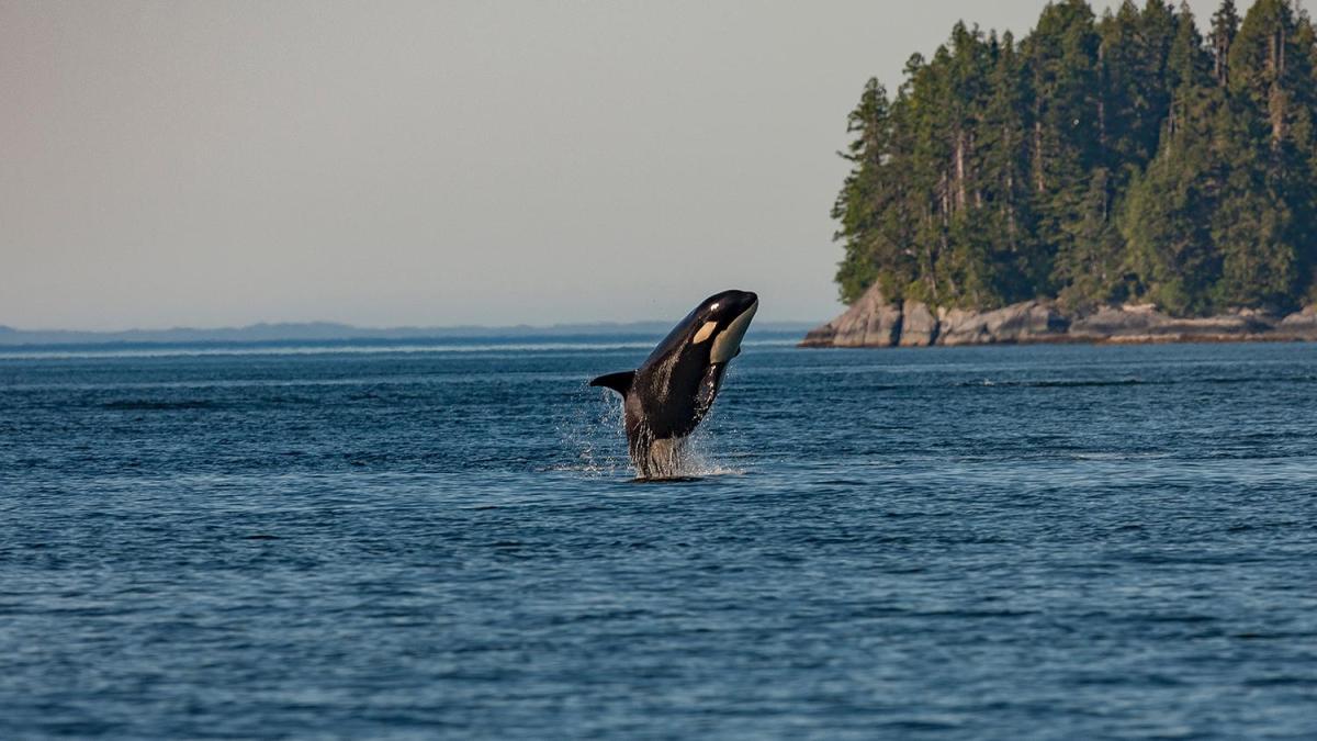 Where Do Killer Whales Live?
