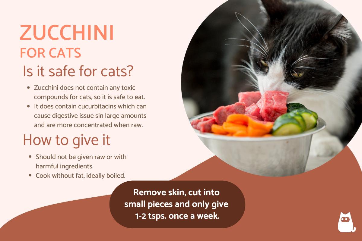 Can Cats Eat Zucchini?