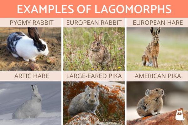 What are Lagomorphs? - Definition, Characteristics and Examples - Examples of lagomorph animals