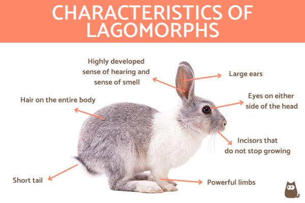 What are Lagomorphs? - Definition, Characteristics and Examples - Physical characteristics of lagomorphs