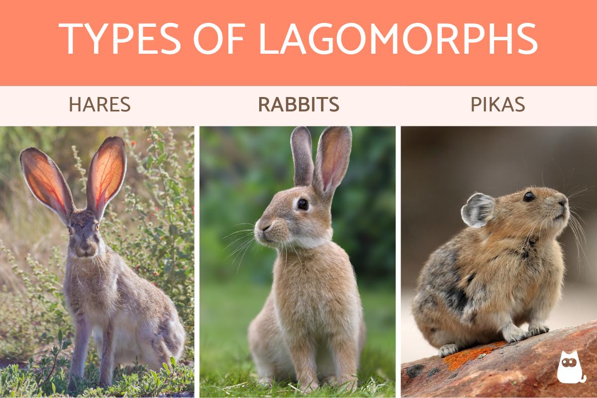What are Lagomorphs? - Definition, Characteristics and Examples