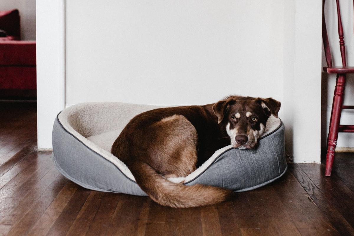 My Dog Is Suddenly Avoiding Me, What Should I Do?