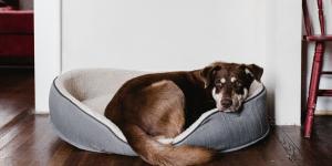 My Dog Is Suddenly Avoiding Me, What Should I Do?