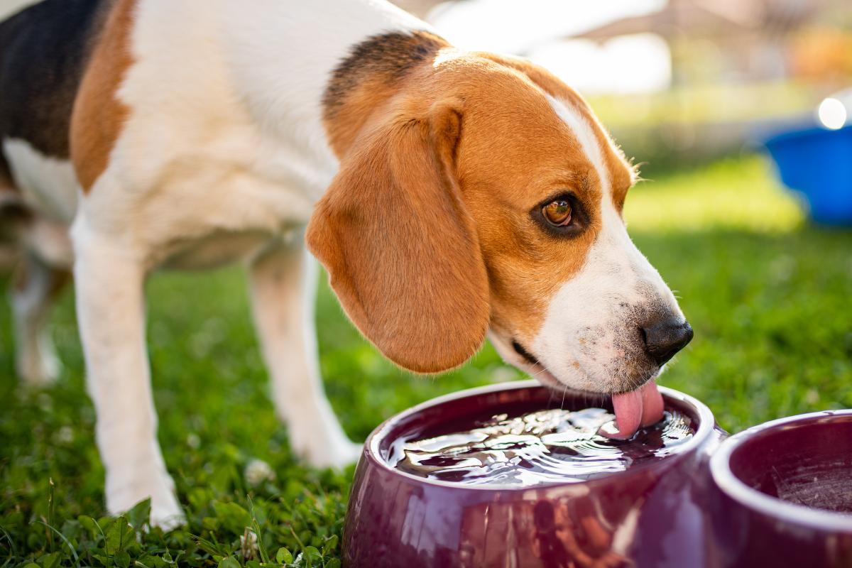 Why Is My Dog Drinking and Peeing More Than Usual?