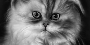 Bathing a Persian Cat: Step by Step Guide