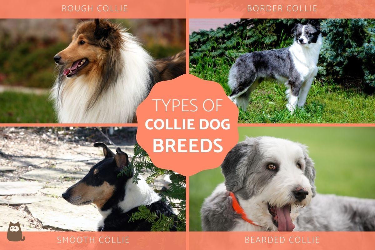 Types of Collie Dog Breeds Complete List with Photos