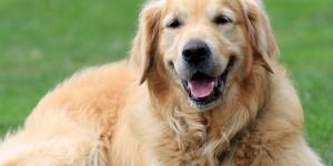 10 Things You Should Know About Golden Retrievers