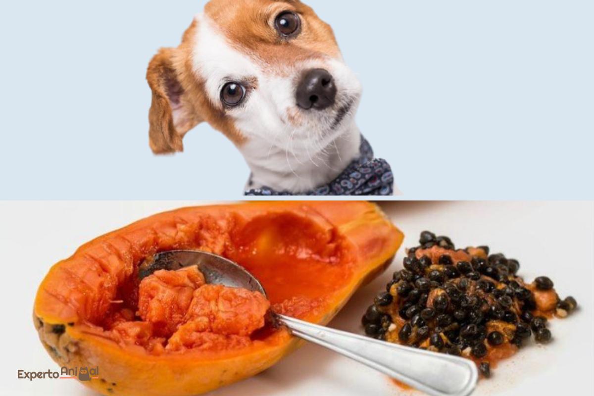 Can Dogs Eat Papaya?